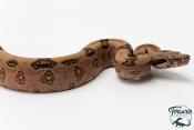 Boa constricteur - Boa imperator Jungle Het Blood Kahl