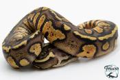 Python royal - Python regius Stranger Pastel het Hypo