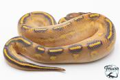 Python royal - Python regius Highway