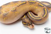 Python royal - Python regius Highway