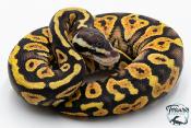 Python royal - Python regius Pastel Yellow Belly