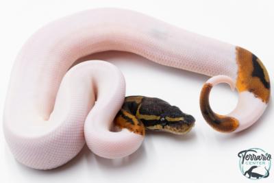 Python Royal - Python regius Piebald