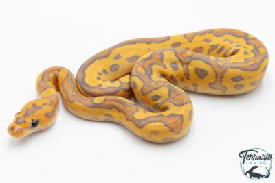 Python royal - Python regius Clown Fire Hypo