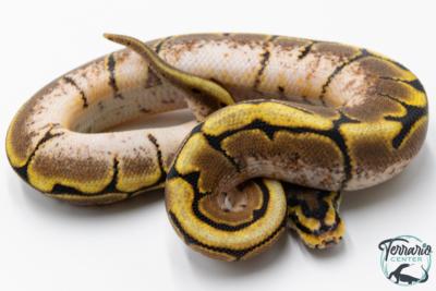 Python royal - Python Regius Spider Sugar