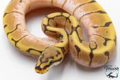 Python royal - Python regius Stinger Bee Hypo