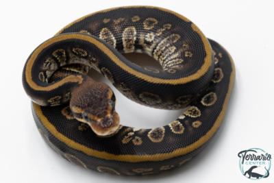 Python royal - Python regius Stranger het Clown