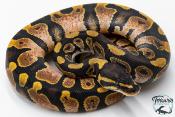 Python royal - Python regius Sugar
