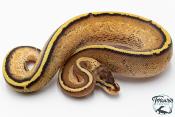 Python royal - Python regius Super Stripe