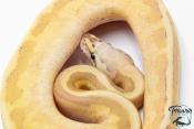 Python royal - Python Regius Vanilla Cream Lesser