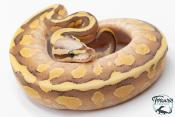 Python royal - Python regius Super Vanilla Lesser
