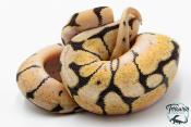 Python royal - Python regius Bumblebee