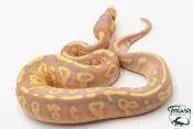 Python royal - Python regius Banana Mojave Yellow Belly