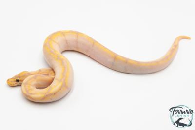Python royal - Python regius Banana Sugar Spider