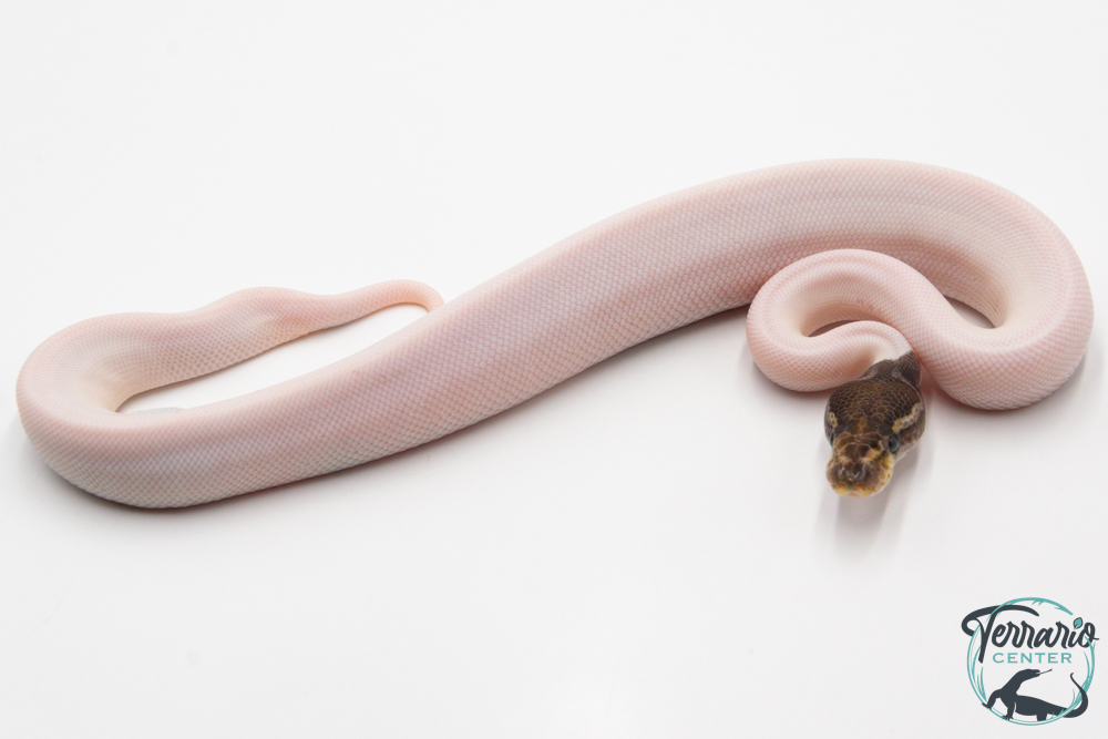 Python royal - Python regius Piebald Mojave Black Pastel