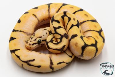 Python royal - Python regius Bumblebee Orange Dream