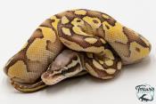 Python royal - Python regius Butter Pastel Vanilla