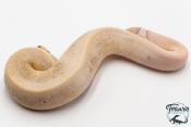 Python royal - Python regius Champagne Black Pewter