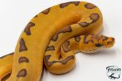 Python royal - Python regius Clown Enchi Hypo