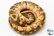 Python royal - Python regius Enchi Mojave