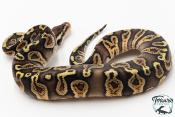 Python royal - Python regius GHI Special