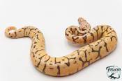 Python royal - Python regius Killer Bee
