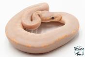 Python royal - Python regius Banana Black Pastel Mojave GHI