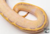 Python royal - Python regius Ivory Leopard