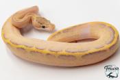 Python royal - Python regius Ivory Leopard
