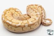 Python royal - Python regius Banana Butter Pastel