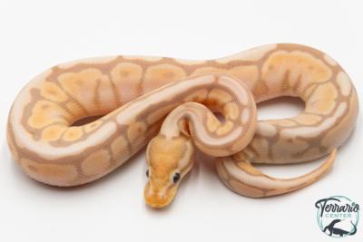 Python royal - Python regius Banana Cinnamon Spider