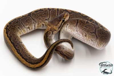 Python royal - Python regius GHI Pinstripe