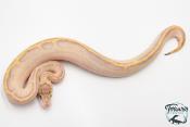 Python royal - Python regius Ivory Leopard