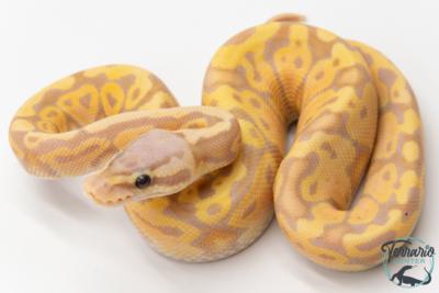 Python royal - Python regius Banana Pastel NCUE 2026