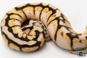 Python royal - Python regius Bumblebee