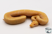 Python royal - Python regius Albinos Enchi Spider