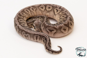 Python royal - Python regius Black Pewter Yellow Belly