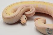Python royal - Python regius Killer Spinner Enchi (Poss YB)