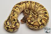 Python royal - Python Regius Pastave Enchi Yellow Belly