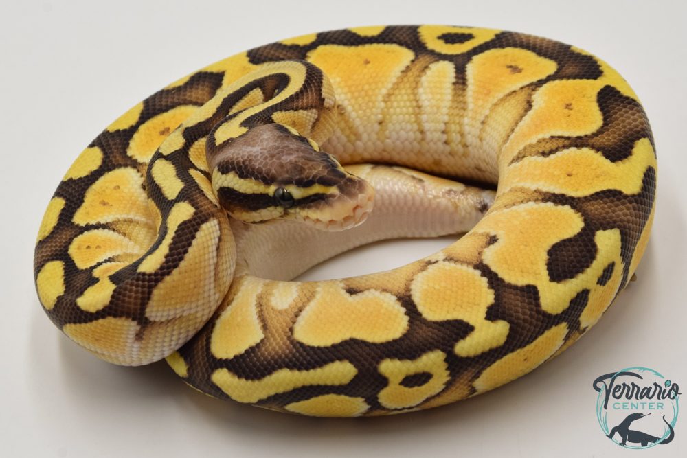 Python royal - Python regius Butter Pastel Yellow Belly