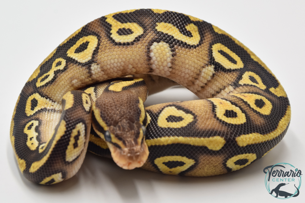 Python royal - Python regius Phantom Pastel
