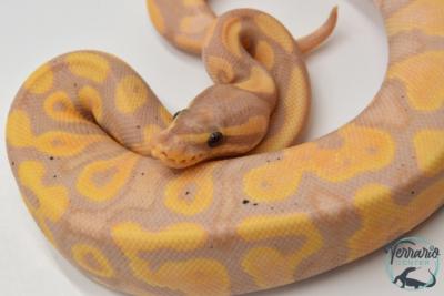 Python royal - Python regius Banana Yellow Belly