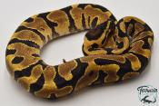 Python royal - Python regius Super Enchi