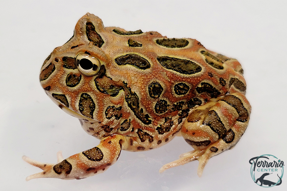 Grenouille cornue - Ceratophrys cranwelli Coffee