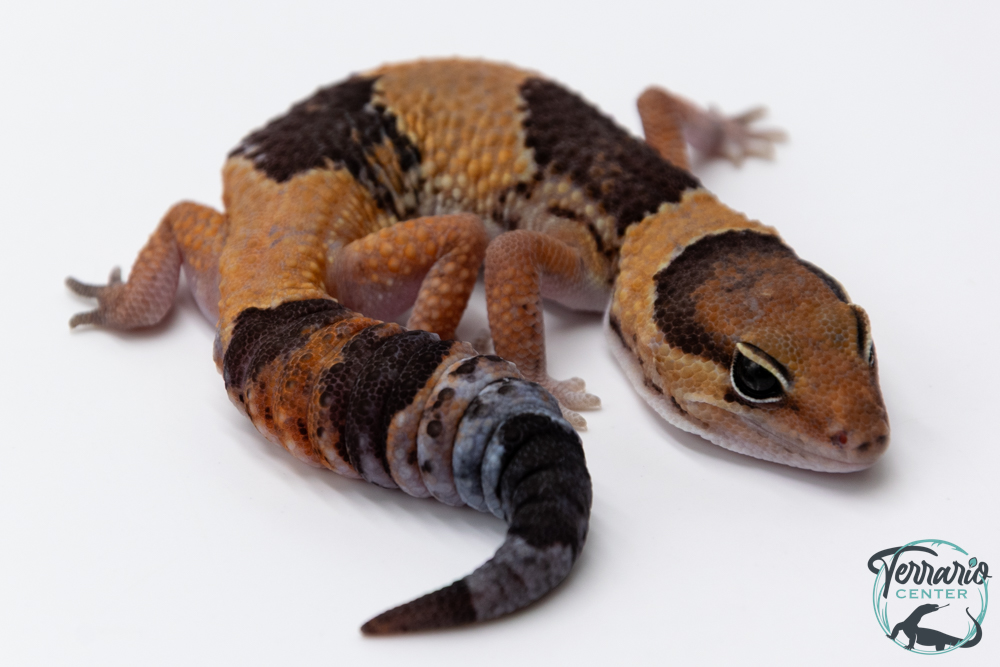 Hemitheconyx caudicinctus - Gecko à queue grasse - Femelle &#9792; A4