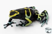 Dendrobates leucomelas - Rainette jaguar Cerro Autana