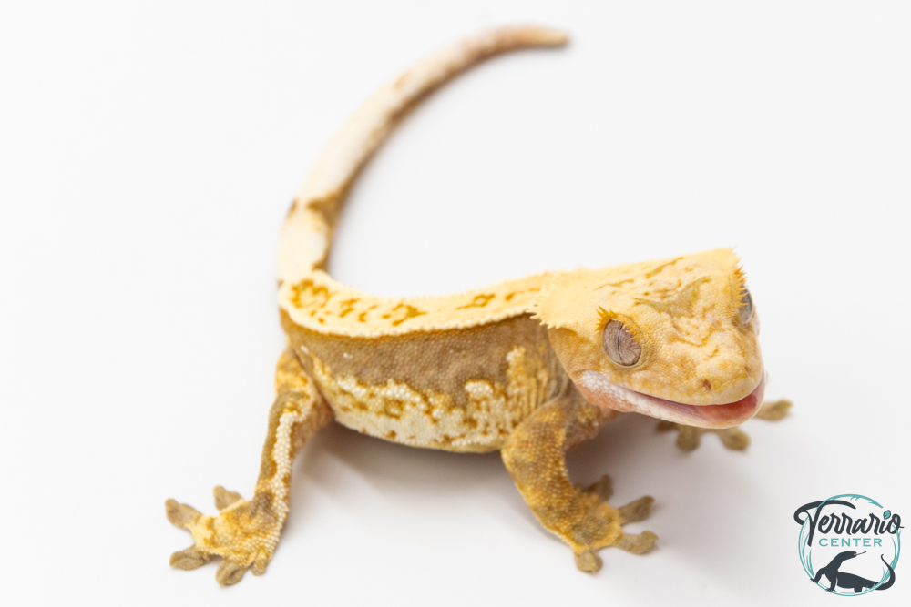 Correlophus ciliatus - Gecko à crête - NC 2025 -  39