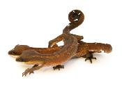 Aeluroscalabotes felinus - Gecko chat