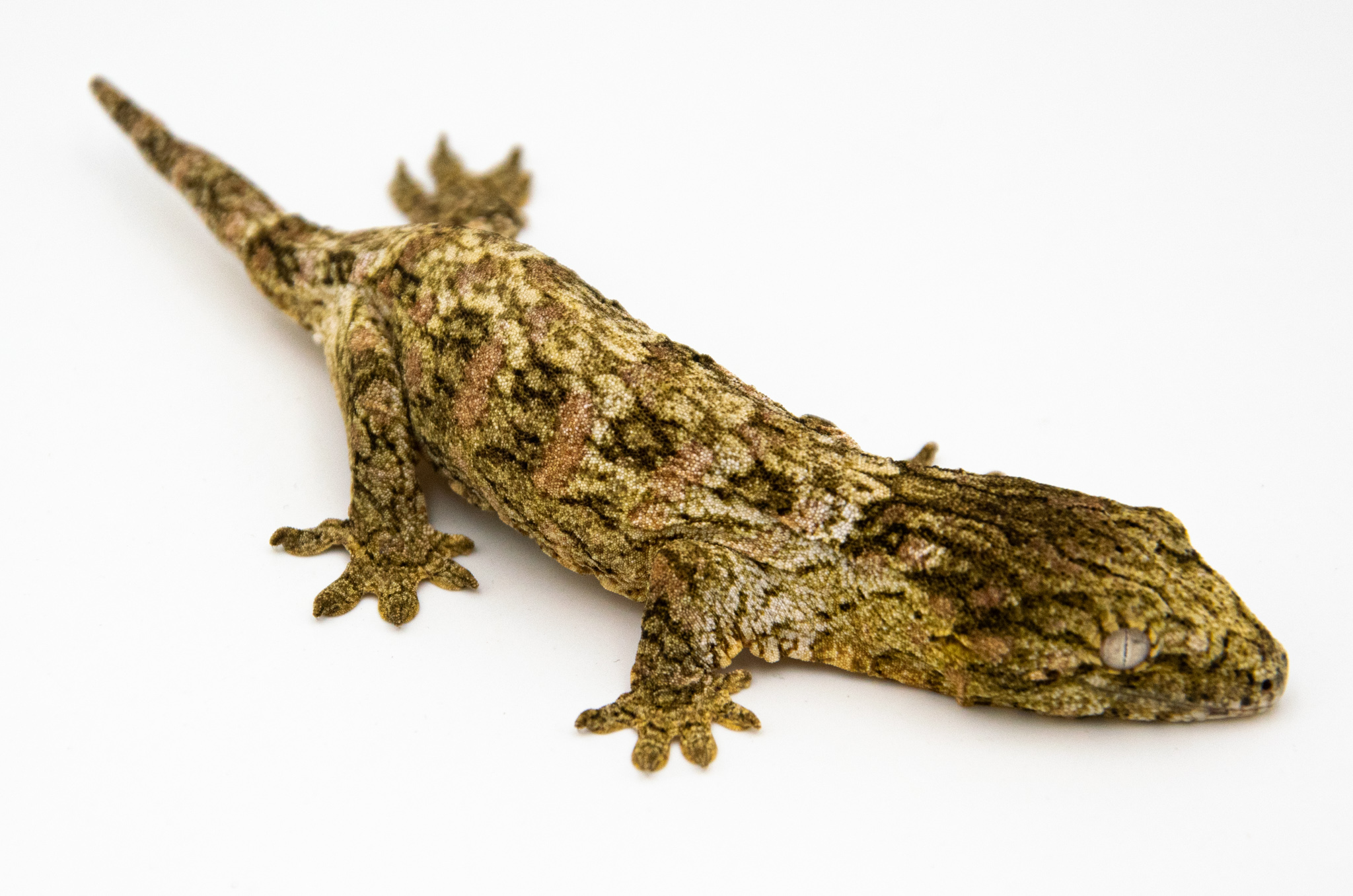 Rhacodactylus leachianus - Gecko géant de Nouvelle-Calédonie Nuami