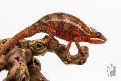 Caméléon Panthère - Furcifer Pardalis Ambilobe Red Bar - Mâle