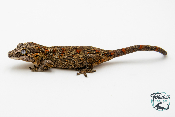 Rhacodactylus auriculatus - Gecko gargouille - NCUE - Femelle 250228500118537